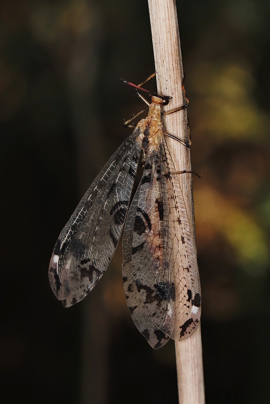 mravcolev Dendroleon pantherinus