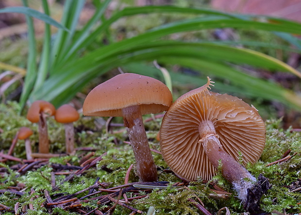 kapucňovka Galerina sp.