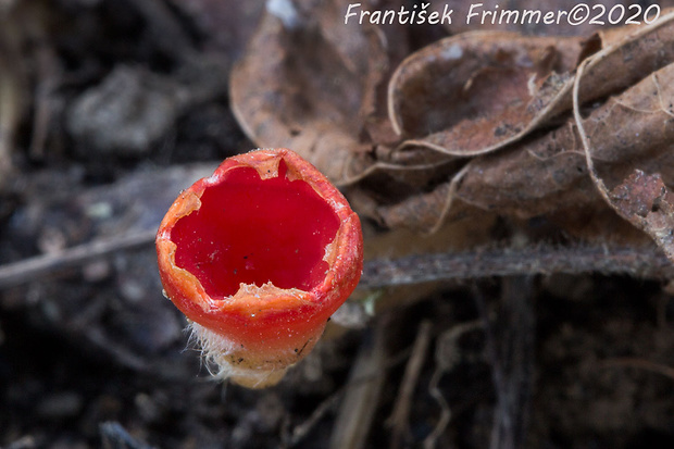 ohnivček zimný Microstoma protractum (Fr.) Kanouse