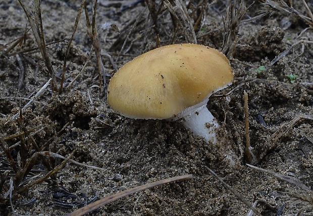 golierovka ovenčená Stropharia coronilla (Bull.) Quél.