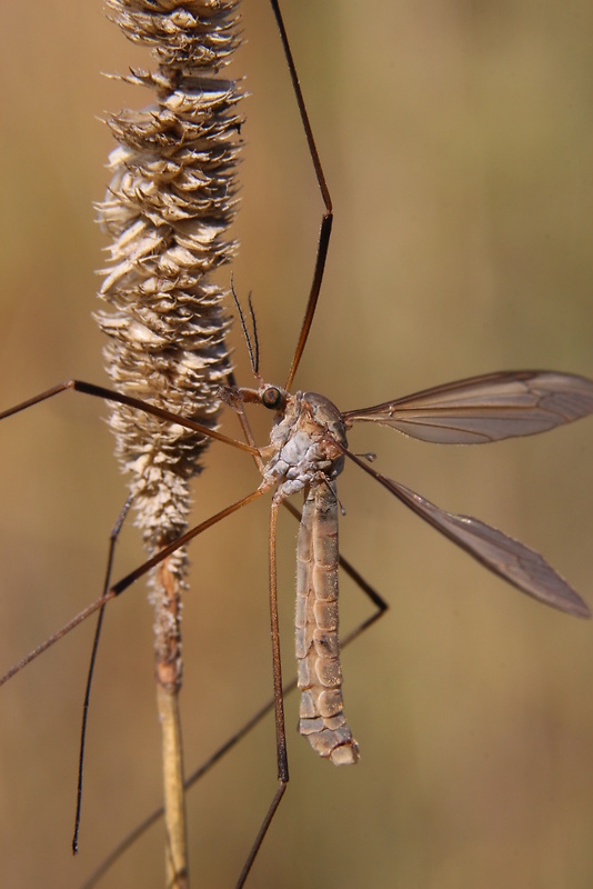 tipula kapustová Tipula oleracea  Linnaeus, 1758