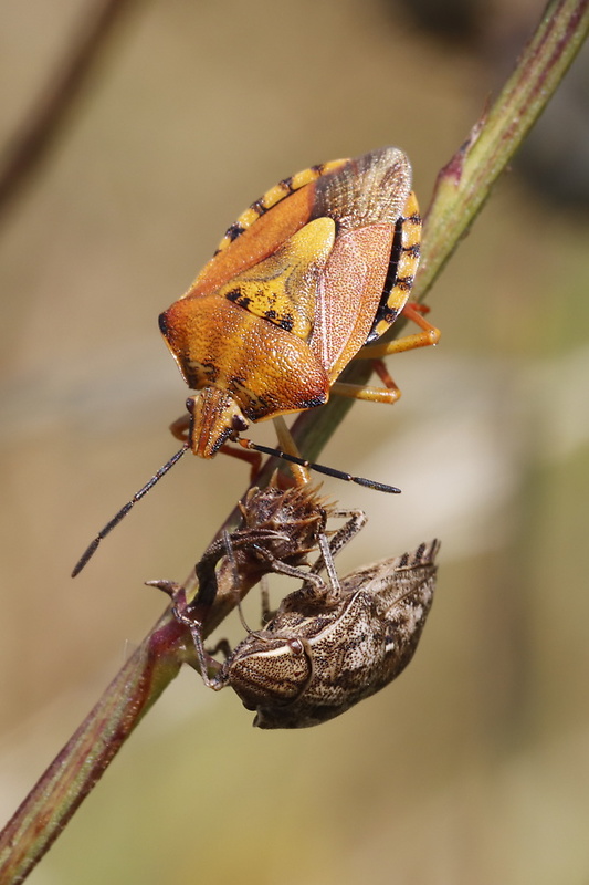 bzdocha menivá Carpocoris pudicus