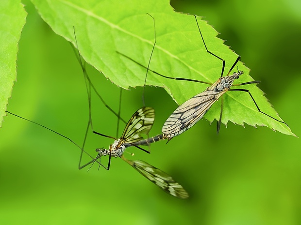 tipuľa Tipula (Pterelachisus) varipennis kopulácia