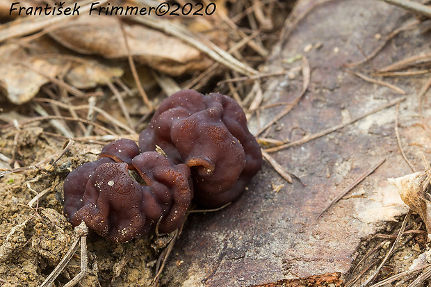 ušiak obyčajný Gyromitra esculenta (Pers.) Fr.