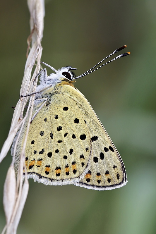 ohniváčik čiernoškvrnný Lycaena tityrus