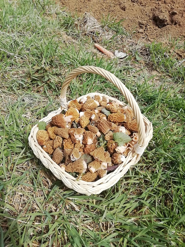 smrčok jedlý Morchella esculenta (L.) Pers.