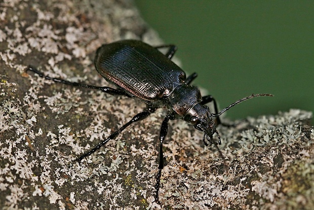 húseničiar hnedý Calosoma inquisitor