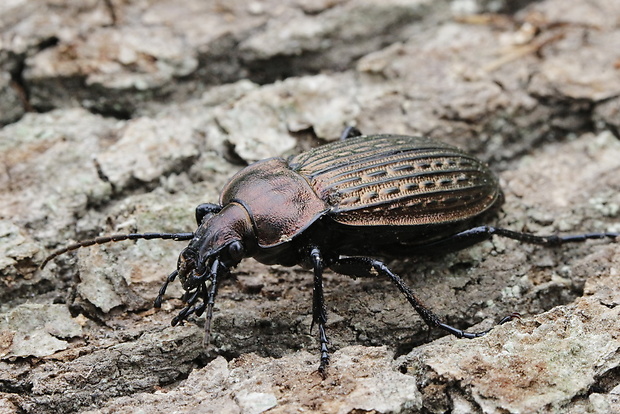 bystruška zrnitá Carabus granulatus