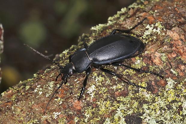 bystruška Carabus zawadzkii