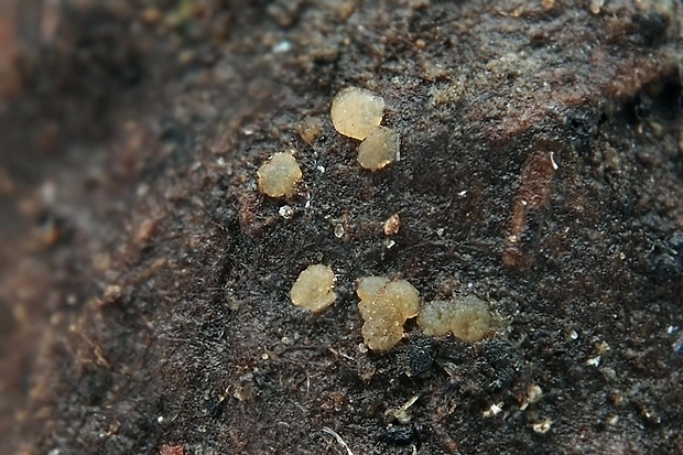 vreckovník Coprotus glaucellus