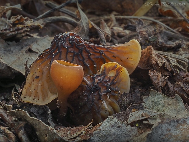 hľuznatka veternicová Dumontinia tuberosa (Bull.) L.M. Kohn