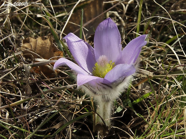 poniklec veľkokvetý Pulsatilla grandis Wender.