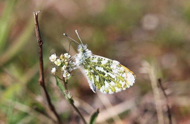 mlynárik žeruchový  Anthocharis cardamines