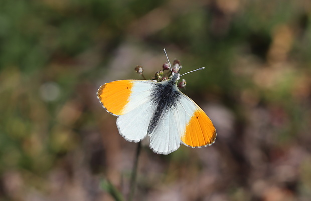 mlynárik žeruchový Anthocharis cardamines