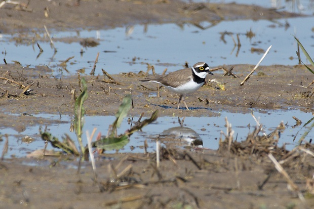 kulík riečny Charadrius dubius