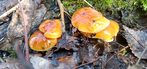 plamienka Flammulina sp.