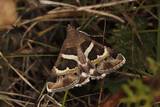 stužkavec sivkastý Grammodes stolida