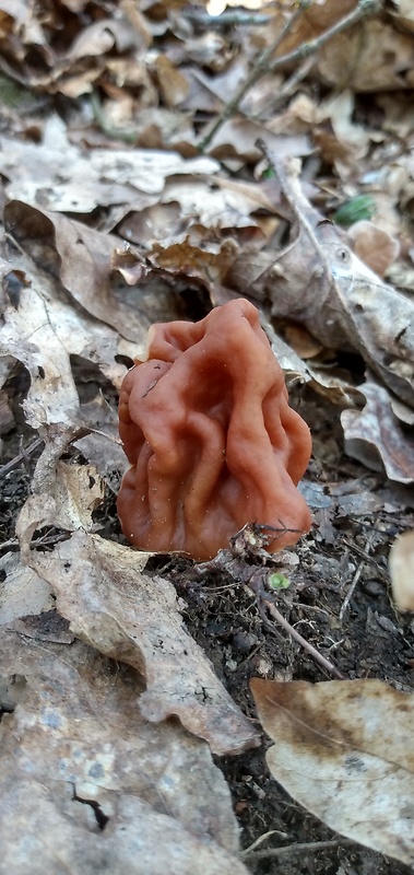 ušiak obyčajný Gyromitra esculenta (Pers.) Fr.