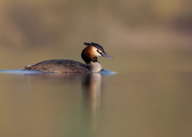 potápka chochlatá Podiceps cristatus