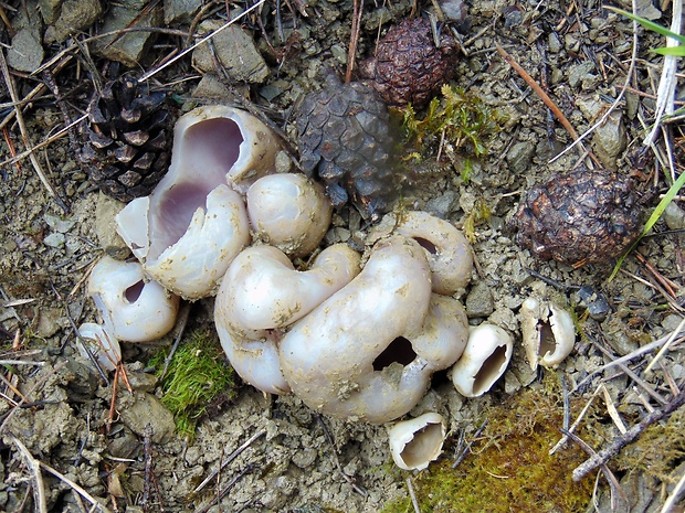 tulipánovka fialová Sarcosphaera coronaria (Jacq.) J. Schröt.