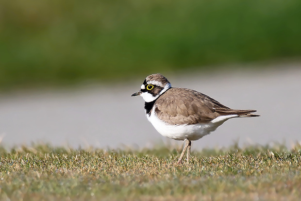 kulík riečny Charadrius dubius