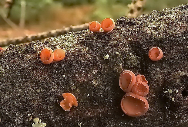 kráterokrčka čerešňová Craterocolla cerasi (Schumach.) Sacc.