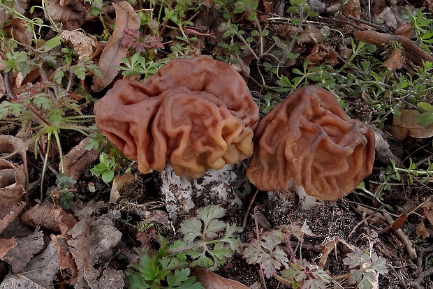 ušiak obrovský Gyromitra gigas (Krombh.) Cooke