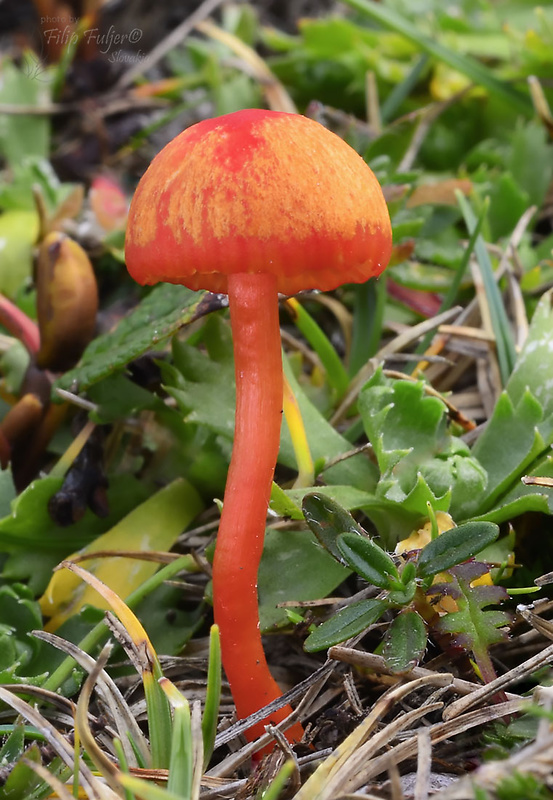 lúčnica horká Hygrocybe mucronella (Fr.) P. Karst.