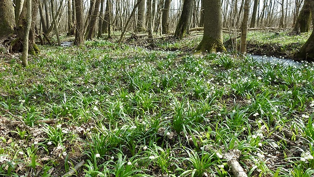 bleduľa jarná karpatská Leucojum vernum subsp. carpaticum (Spring) O. Schwarz