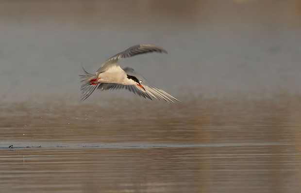 rybár riečny Sterna hirundo