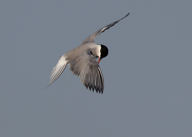 rybár riečny Sterna hirundo