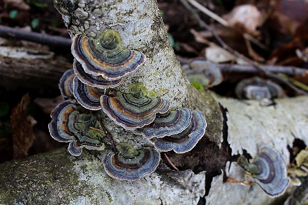 trúdnikovec pestrý Trametes versicolor (L.) Lloyd