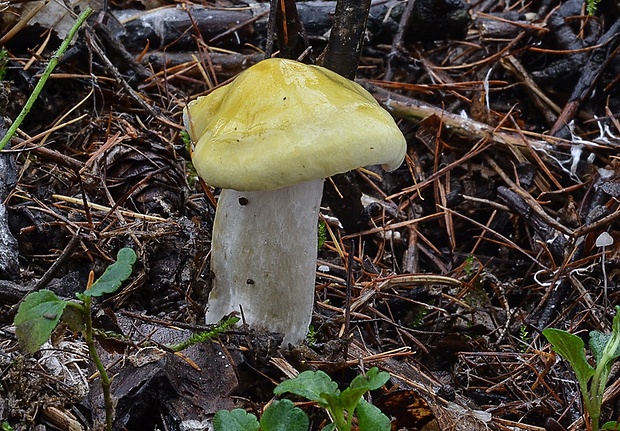 šťavnačka smrekovcová Hygrophorus lucorum Kalchbr.