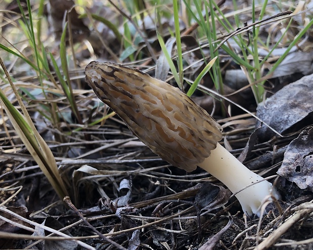 smrčok kužeľovitý Morchella conica Pers.