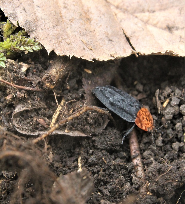 zdochlinár červenoštíty. Olceoptoma thoracica L.