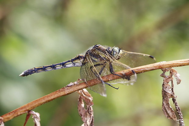 vážka Orthetrum albistylum (vážka