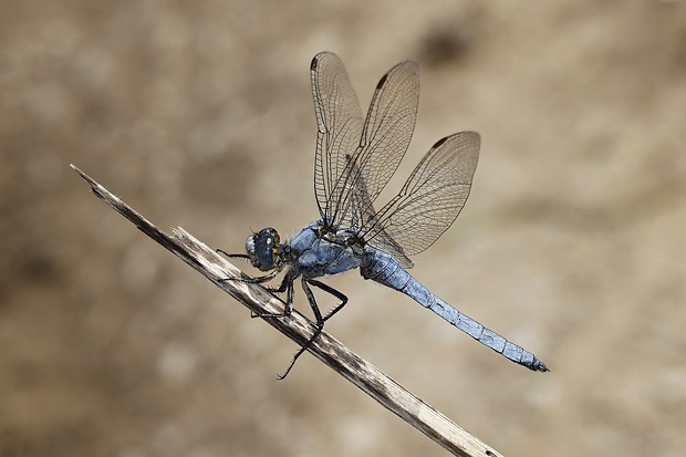 vážka Orthetrum brunneum