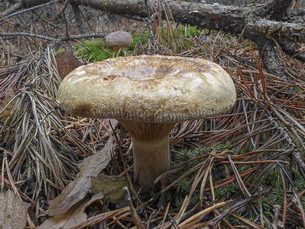 čechračka podvinutá Paxillus involutus (Batsch) Fr.