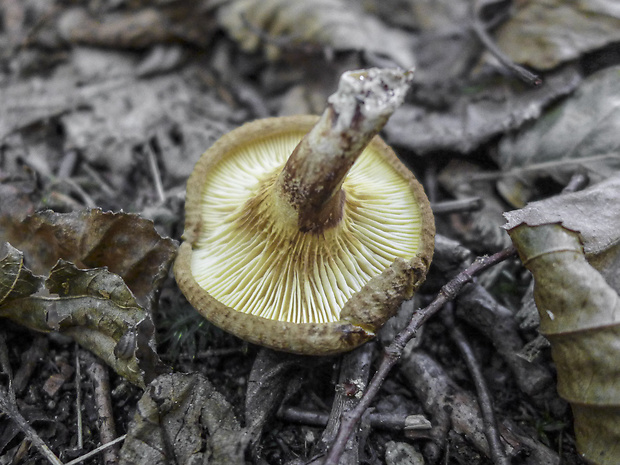 čechračka jelšová Paxillus rubicundulus P.D. Orton