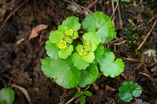 slezinovka striedavolistá Chrysosplenium alternifolium L.