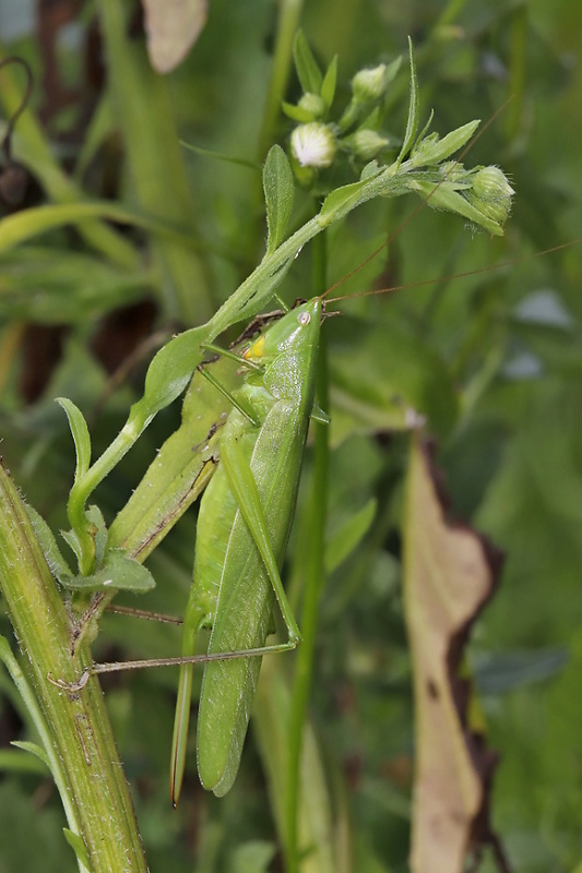 ruspolia nitidula Ruspolia nitidula