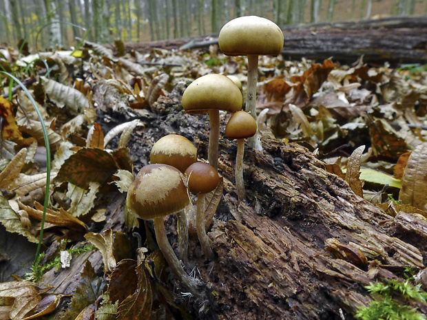 holohlavec český Psilocybe bohemica Šebek