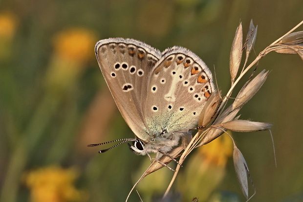 modráčik bielopásy Aricia eumedon