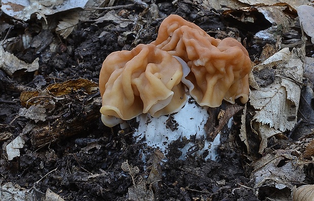 ušiak obrovský Gyromitra gigas (Krombh.) Cooke