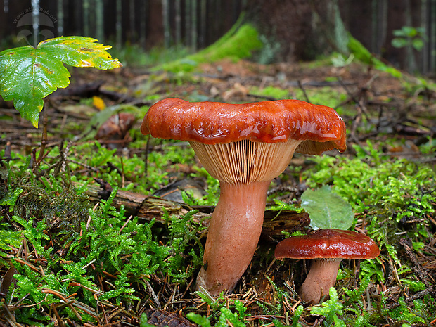 rýdzik hnedočervený Lactarius badiosanguineus Kühner & Romagn.