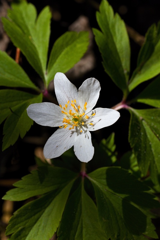 veternica hájna Anemone nemorosa L.