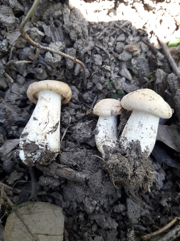 čírovnica májová Calocybe gambosa (Fr.) Donk