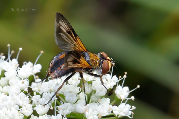 bystruša plochá Ectophasia crassipennis (Fabricius, 1794)