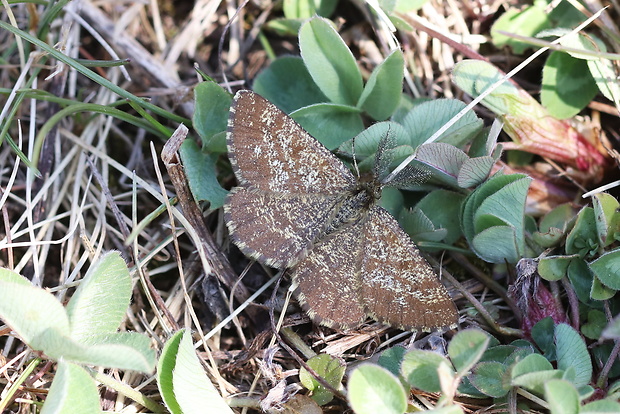 piadivka vresová Ematurga atomaria