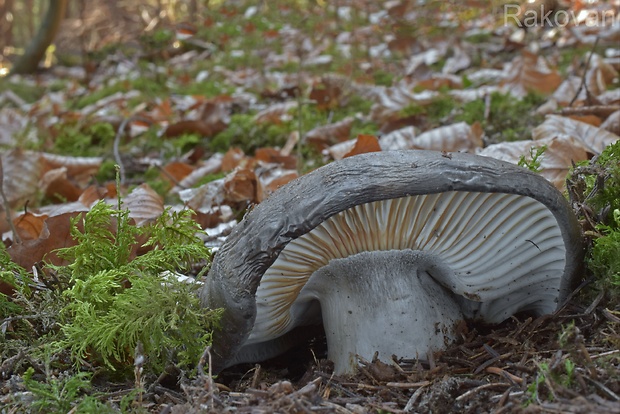 šťavnačka marcová Hygrophorus marzuolus (Fr.) Bres.